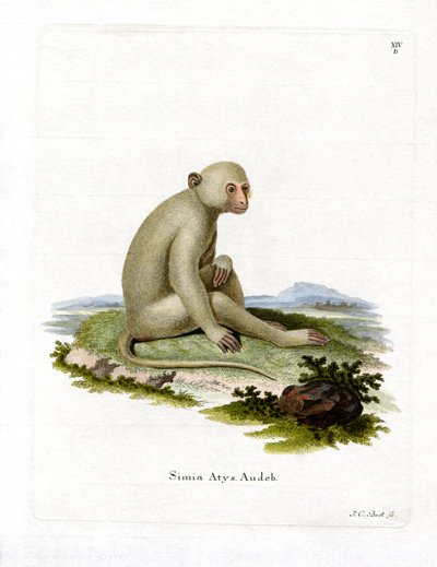 Mangabey Sooty de German School