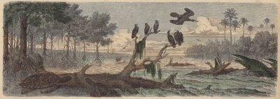Sudamérica: estuario en Guyana de German School