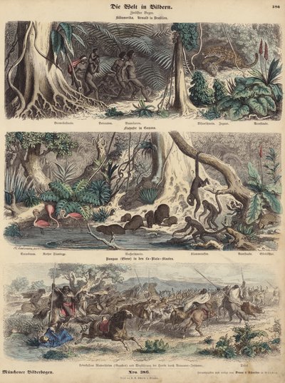 Sudamérica: selva en Brasil; ribera en Guayana; indios sorprendiendo a los gauchos en las Pampas y llevándose su rebaño de ganado de German School