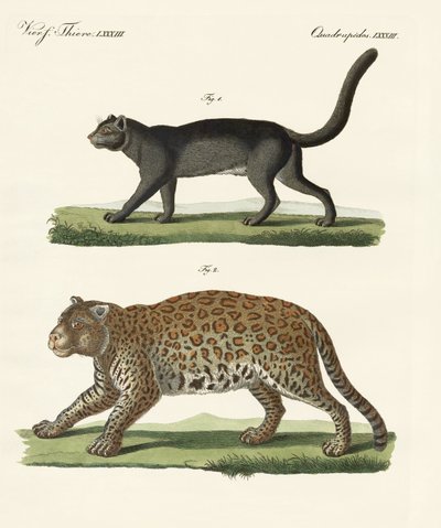 Animales de América del Sur de German School