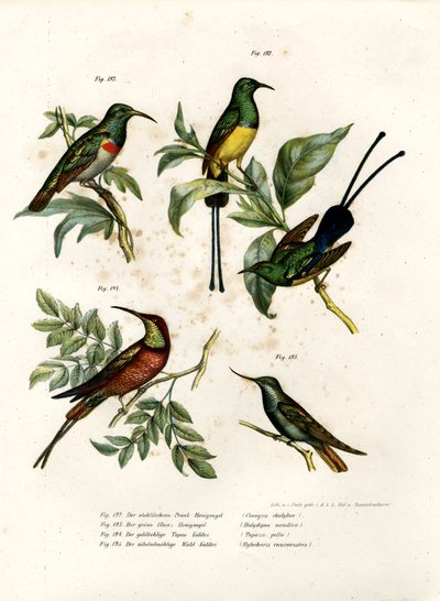 Sunbird de doble collar del sur, 1864 de German School