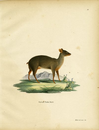 Pudú del sur de German School