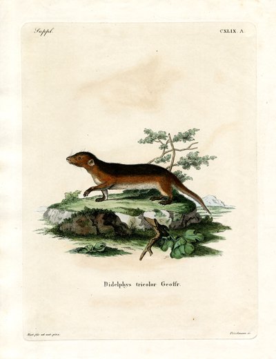 Zarigüeya de Lados Rojos del Sur de German School