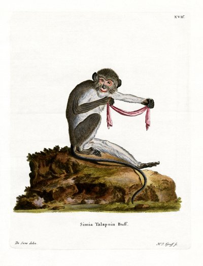 Talapoin del sur de German School