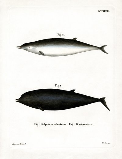 Ballena de Sowerby de German School