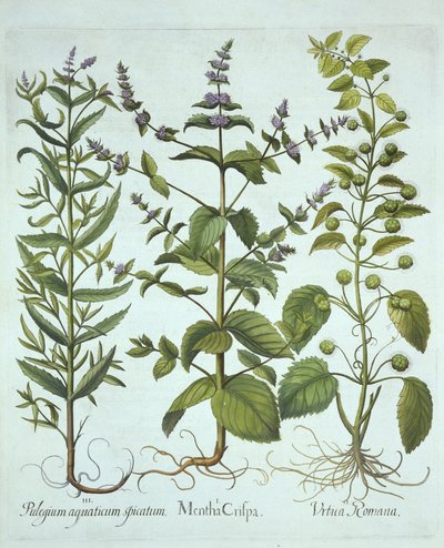 Menta verde, Ortiga romana y Menta de hoja larga, de Hortus Eystettensis, por Basil Besler (1561-1629), pub. 1613 de German School