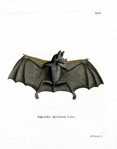 Murciélago Espectral de German School