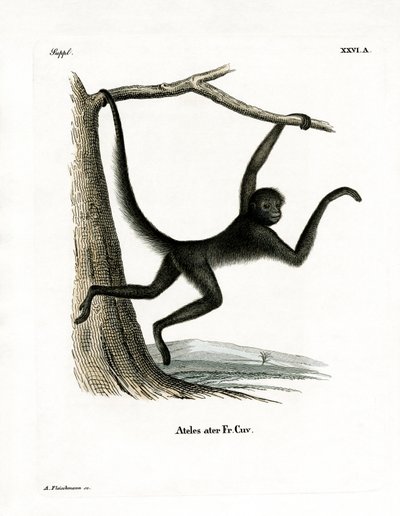 Mono Araña de German School