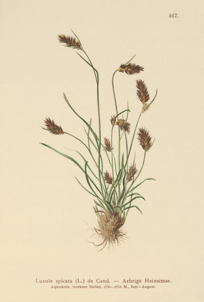 Juncia de Bosque Espigada (Luzula spicata) de German School