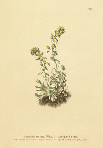 Ajenjo espigado (Artemisia spicata, Artemisia bocconei, Artemisia genipi) de German School