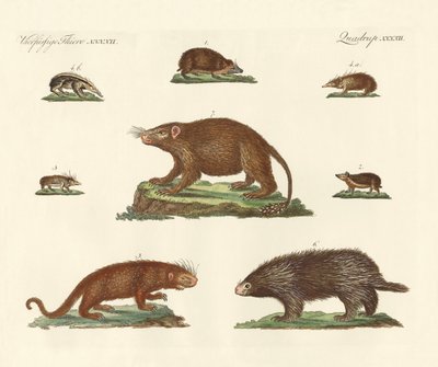Animales espinosos de German School