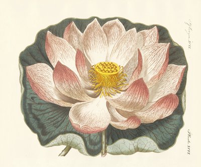 Flores espléndidas de German School