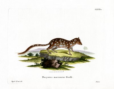 Quoll Manchado de German School
