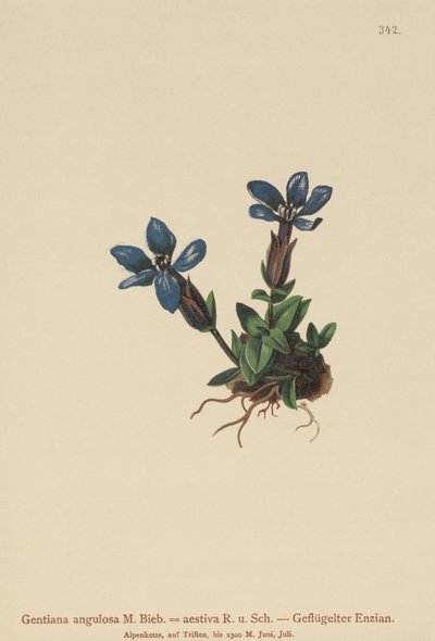 Genciana de primavera (Gentiana verna, Gentiana angulosa, Gentiana aestiva) de German School