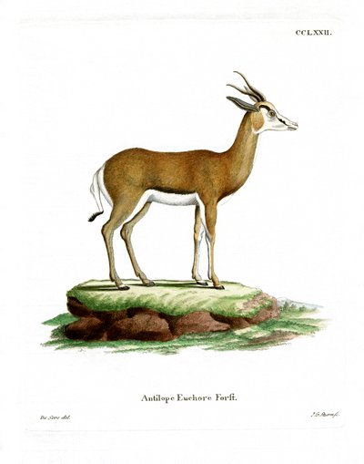 Springbok de German School