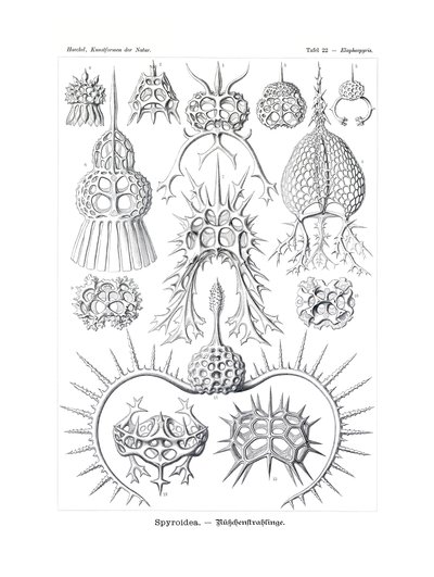 Spyroidea, 1899-1904 de German School