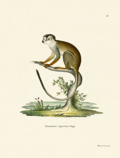 Mono Ardilla de German School