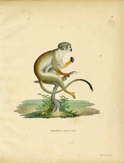 Mono ardilla de German School