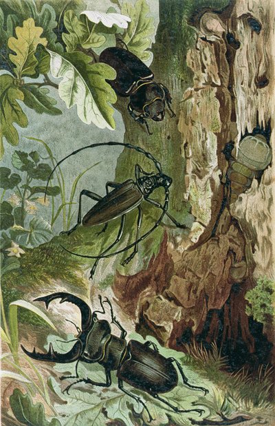 Escarabajo ciervo y escarabajo longicornio, lámina de Brehms Tierleben: Allgemeine Kunde des Tierreichs, vol.9, p.80, publicado por Bibliographisches Institut, 1892 de German School
