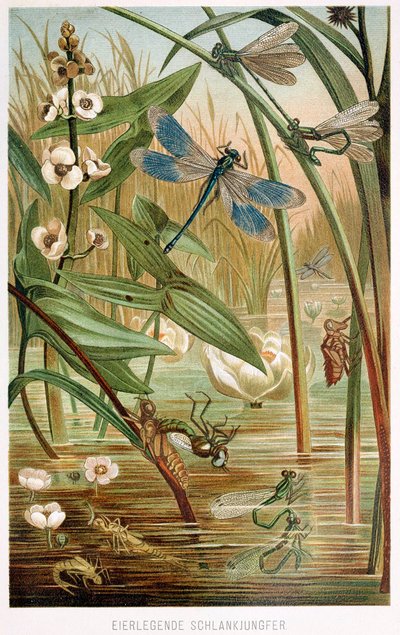 Etapas de desarrollo de una libélula, de Brehms Tierleben, pub. litografía en color de 1860 de German School