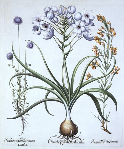 Estrella de Belén, con Jasione montana y Genista tinctoria, de Hortus Eystettensis, por Basil Besler (1561-1629), pub. 1613 de German School