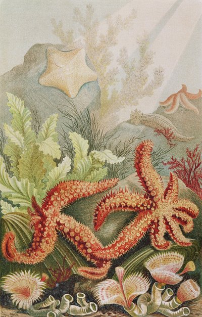 Estrella de mar, lámina de Brehms Tierleben: Allgemeine Kunde des Tierreichs, vol.10, p.528, publicado por Bibliographisches Institut, 1893 de German School