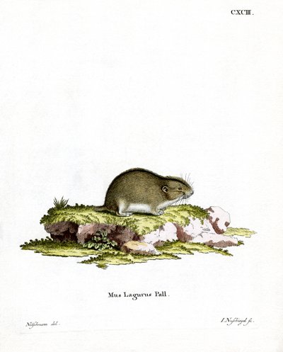 Lemming de Estepa de German School