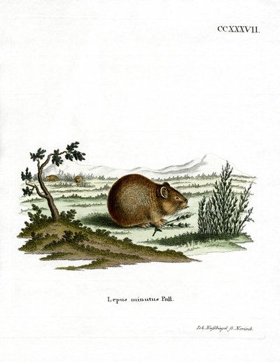 Pika de estepa de German School