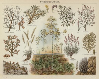 Plantas de estepa de German School