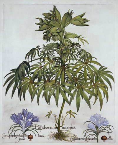Helleborus foetidus y dos tipos de Crocus, de Hortus Eystettensis, por Basil Besler (1561-1629), pub. 1613 de German School