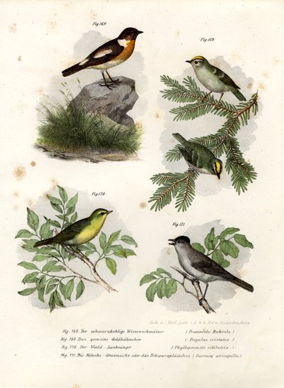 Tarabilla, 1864 de German School