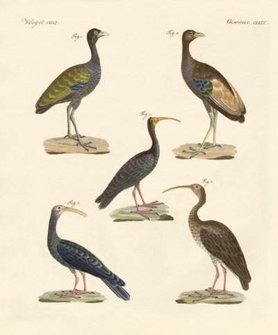 Aves brasileñas extrañas de German School