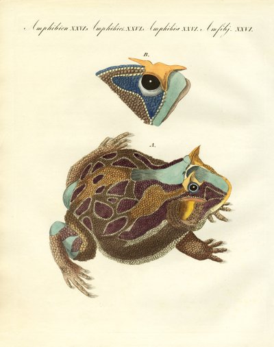 Anfibios extraños de German School