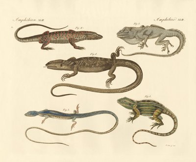 Anfibios extraños de German School