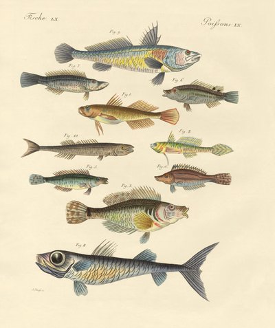 Peces extraños y hermosos de German School