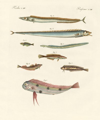 Peces extraños y hermosos de German School