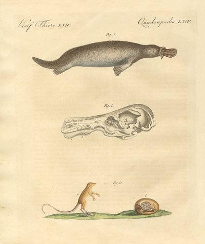 Animales extraños de German School