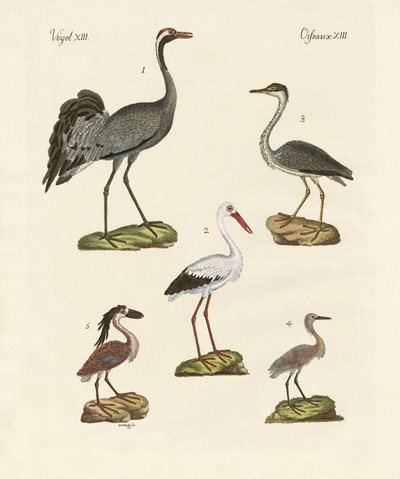 Aves de playa extrañas de German School