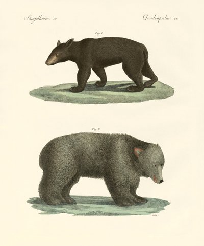 Osos extraños de German School