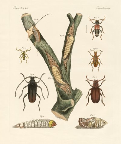 Escarabajos extraños de German School