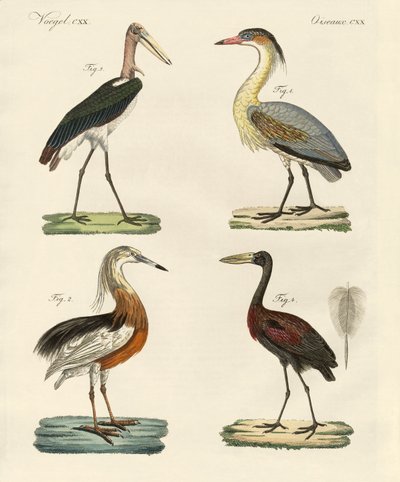 Aves extrañas de German School