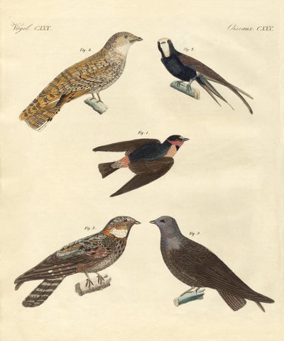 Aves extrañas de German School