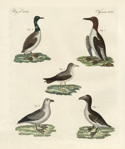 Aves extrañas de German School