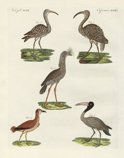 Aves extrañas de German School