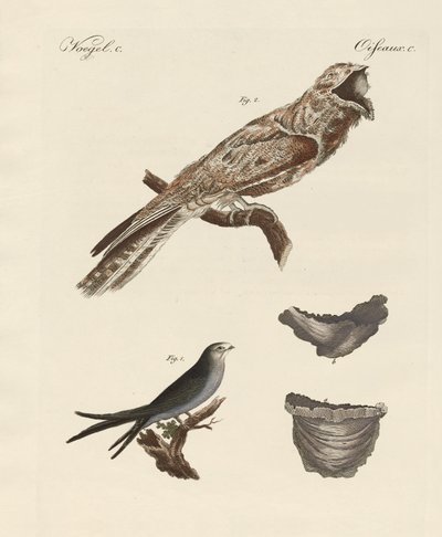 Aves extrañas de German School