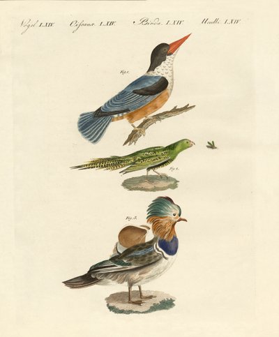 Aves extrañas de German School