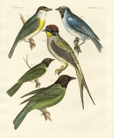 Aves extrañas de German School
