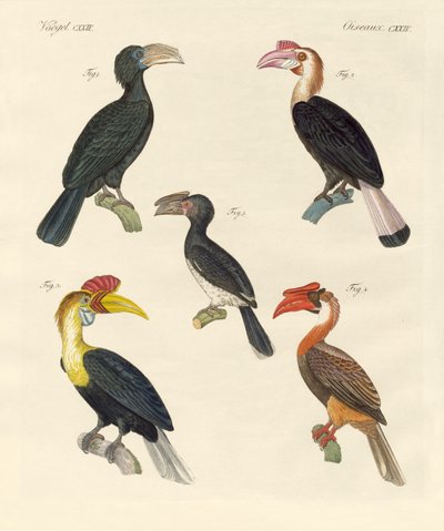Aves extrañas de German School