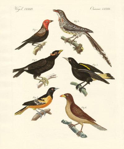 Aves extrañas de German School