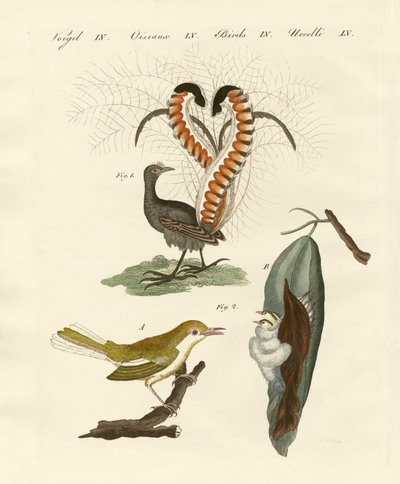 Aves extrañas de German School